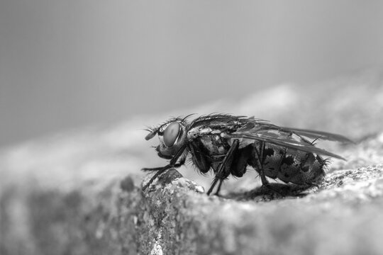 Close-up of a Flesh-Fly (Sarcophaga carnaria)