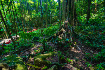 Thousand-year-old trees in the Baihualing tropical rain forest in Hainan, China