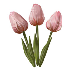 Set of tulips
