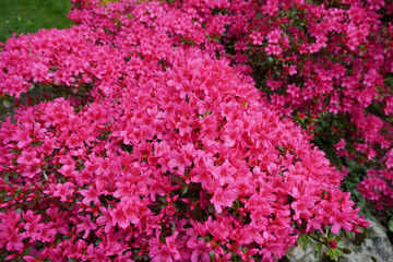 vibrant display of pink azalea flowers in colorful spring bloom. pretty floral backdrop