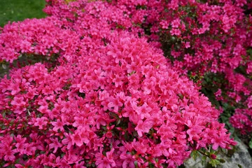 Foto auf Acrylglas vibrant display of pink azalea flowers in colorful spring bloom. pretty floral backdrop © Paul Cartwright