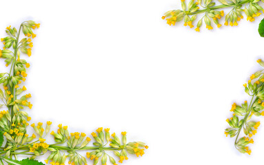 Yellow flowers and leaves Primula veris ( cowslip, herb peter, paigle, peggle, key flower, Primula officinalis Hill ) on a white background with space for text. Top view, flat lay. Medicinal herb