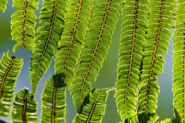 Texture of fresh green fern leaves in the tropical rainforest.