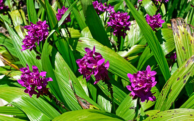 Purple ground orchids (Spathoglottis plicata) on tropical garden, Rio de Janeiro, Brazil