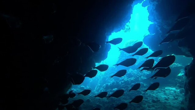 Exiting an underwater cave with a view towards the ocean, fish crossing. Slow motion. Check the gallery for similar footages.