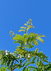 Brazilwood or Pernambuco wood (Paubrasilia echinata) leaves