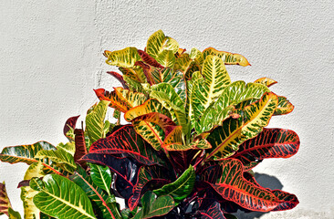 Fire croton or garden croton plant (Codiaeum variegatum)