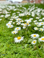 Fototapeta premium daisies in the grass