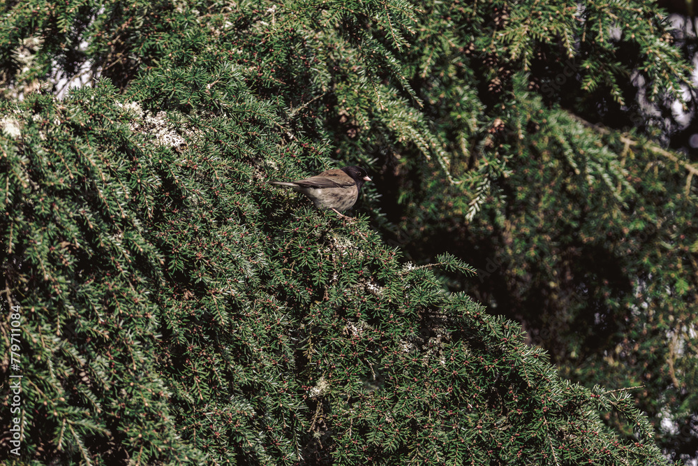 Wall mural Sparrow perched on a lush green branch.