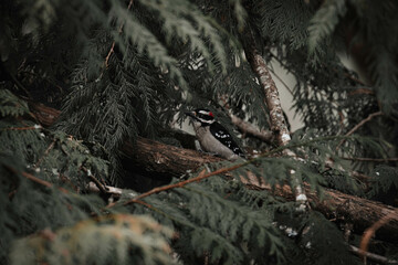 Woodpecker perched on a tree branch. - obrazy, fototapety, plakaty
