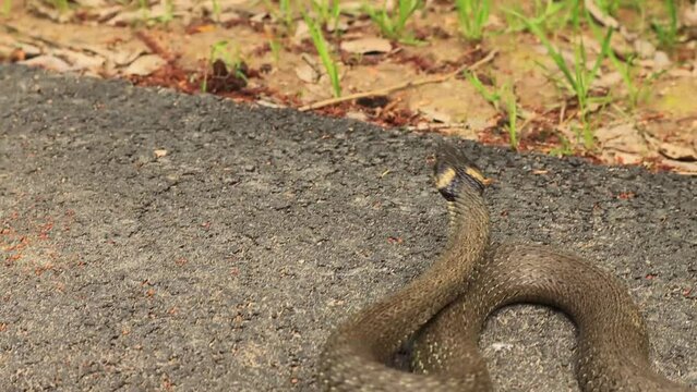 Collared snake  ( Natrix natrix) on warm asphalt in spring