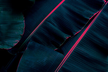 tropical banana leaf texture background, glow in the dark color toned