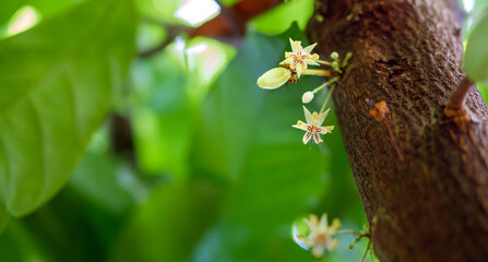 Cocoa flowers (Theobroma cacao) on growing tree trunk,Cacao flowers and fruits on cocoa tree  for...