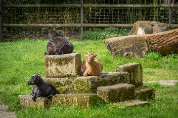 Paris, France - 04 06 2024: The menagerie, the zoo of the plant garden. View of three Senegal goats sitting on rocks.
