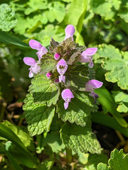 The red deadnettle, purple deadnettle, purple archangel, or velikdenche (Lamium purpureum) is a herbaceous flowering plant native to Europe and Asia.