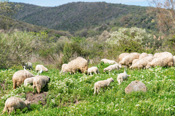 Fototapeta premium troupeau de moutons dans une pâture