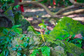Tafelkleed A chameleon in Baihualing, Qiongzhong, Hainan, China © hu