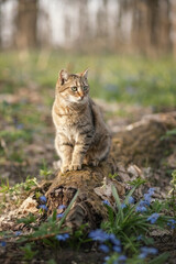 Obraz premium Photo of a striped cat in a spring forest.