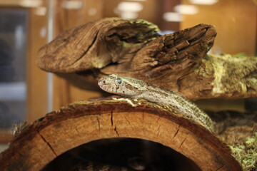 A live snake on a log.