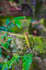 A chameleon in Baihualing, Qiongzhong, Hainan, China