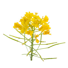 Brassica rapa flower isolated on white background
