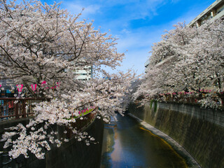 Cherry Blossoms Along the Meguro River, Tokyo Japan