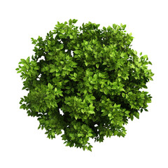 Obraz premium Bush with green leaves cut out