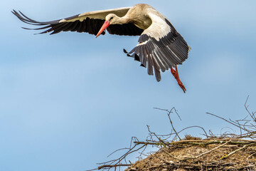 Storks in spring