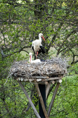 Storks in spring