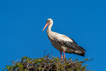 Storks in spring