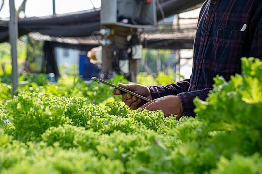 Asian Young Farm Worker Noting Progress of Living Lettuce Growth.