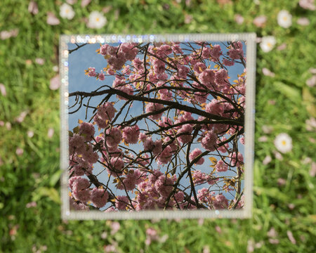 abstract pink cherry blossom reflection in mirror on grass with daisies ans blue sky