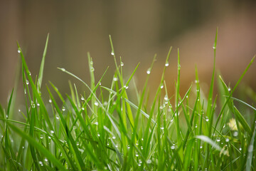 Lushness of the grass and delicate detail of the dewdrops