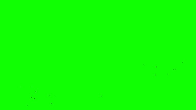 Green screen. A flock of black crows flies in a thin stripe from the left to the right.