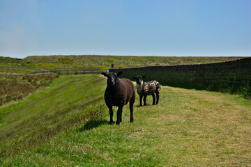 Curious black sheep by Redbrook Reservoir, Yorkshire