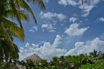 Fototapeta na wymiar Blue cloudy sky framed by palm trees in Mexico