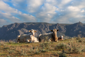 Two cows with calves resting in the steppe against the background of mountains