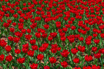 Many tulips in a flowerbed