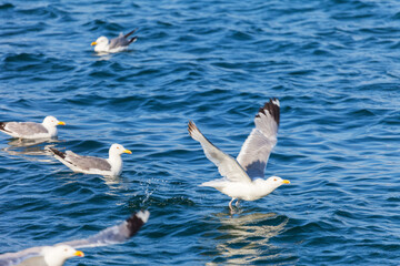 Beautiful seascape with  a flock of seagulls in their natural habitat on a summer sunny day. Natural blue water backdrop