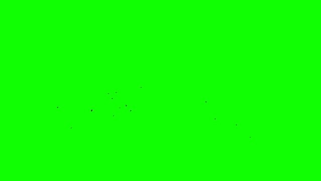 Green screen. A flock of black crows flies from the left to the right