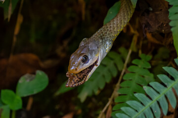 Chironius exoletus eating a frog