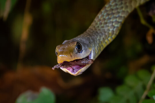 Chironius exoletus eating a frog 