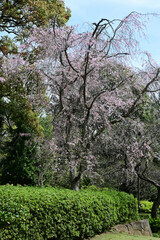 Fototapeta premium 戸定ヶ丘歴史公園（千葉県松戸市）、枝垂れ桜