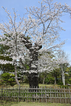 戸定ヶ丘歴史公園（千葉県松戸市）、桜