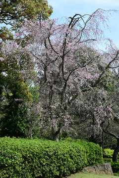 戸定ヶ丘歴史公園（千葉県松戸市）、枝垂れ桜