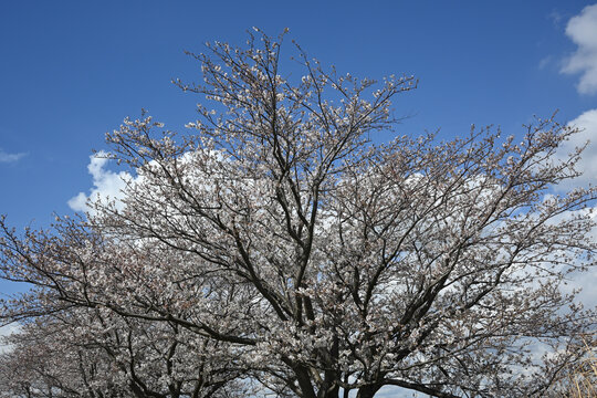江戸川堤（千葉県松戸市）の桜、日本の音百選顕彰碑付近