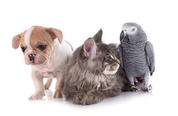 maine coon kitten , parrot and french bulldog