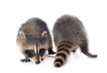 young raccoons