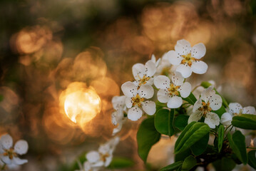 Białe kwiaty na drzewie na wiosnę © Elżbieta Kaps