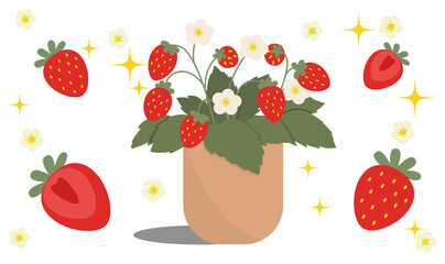 Strawberry tree, strawberry fruit, half a strawberry fruit and strawberry flowers